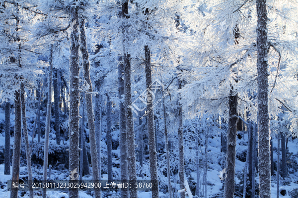 雪色森林