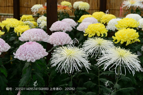 日本菊花