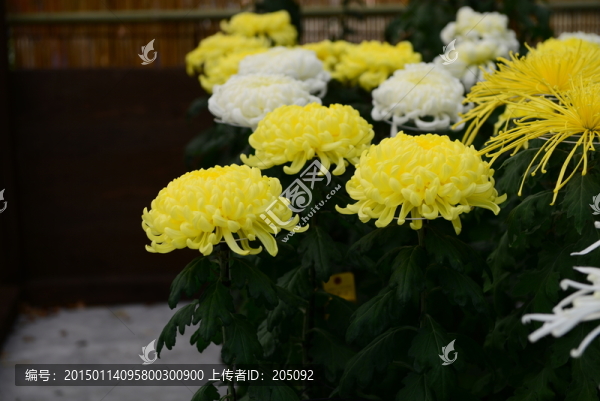 日本菊花