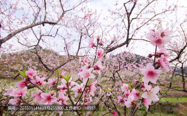桃花