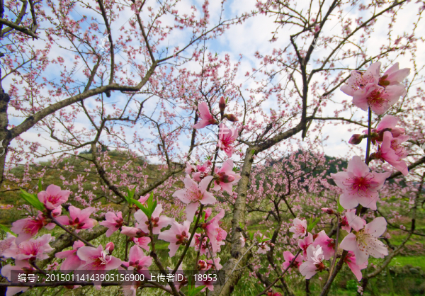 桃花
