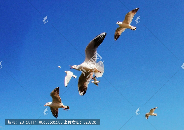 飛鳥