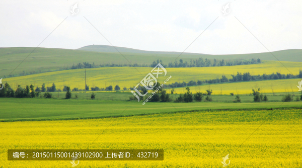 農(nóng)田,油菜花