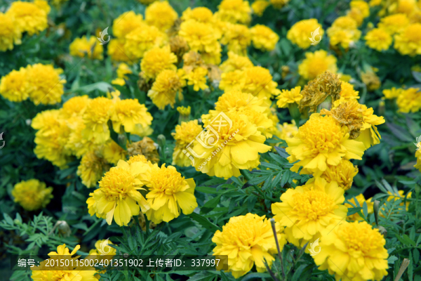 萬壽菊