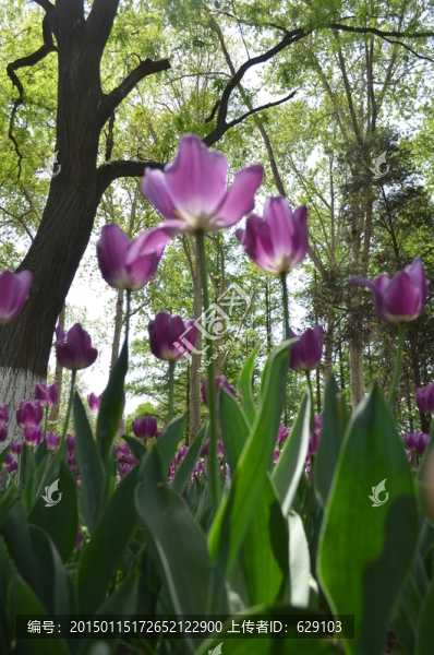 仰視的紫色郁金香花