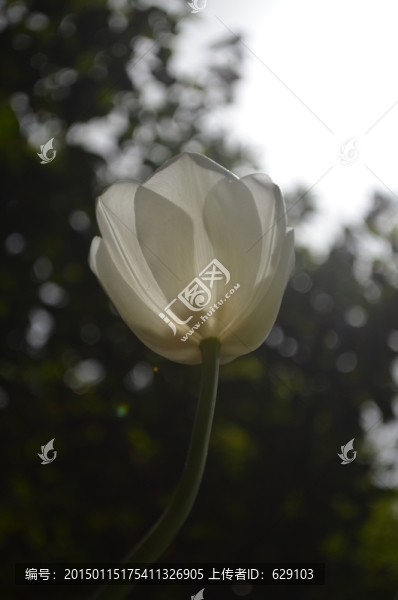 白色郁金香花