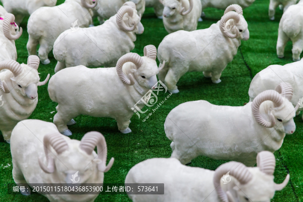 小綿羊