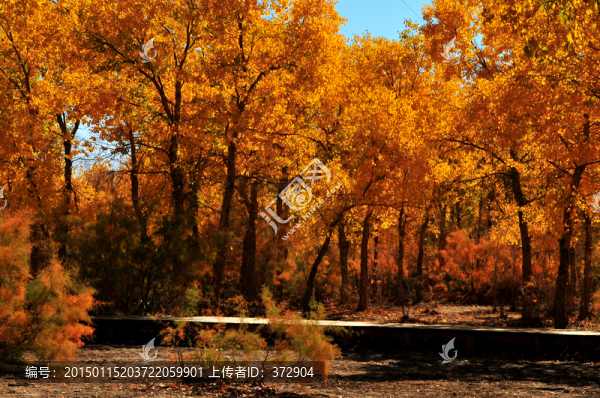 胡楊林風(fēng)光