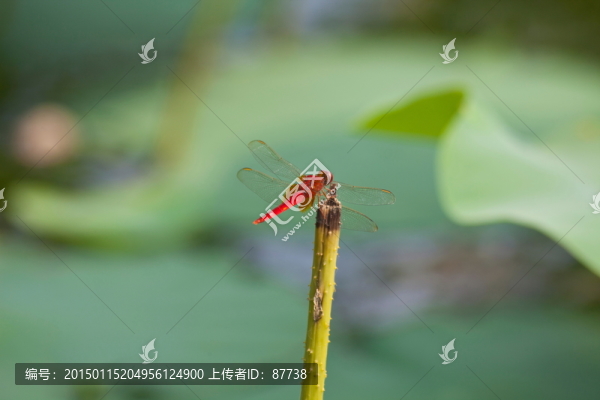 蜻蜓