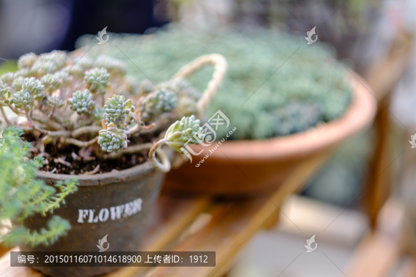 花棚