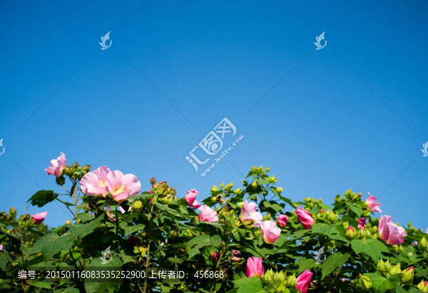 木芙蓉花