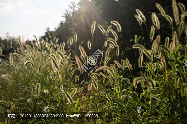 狗尾草