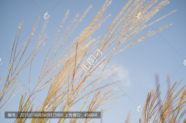 蘆花