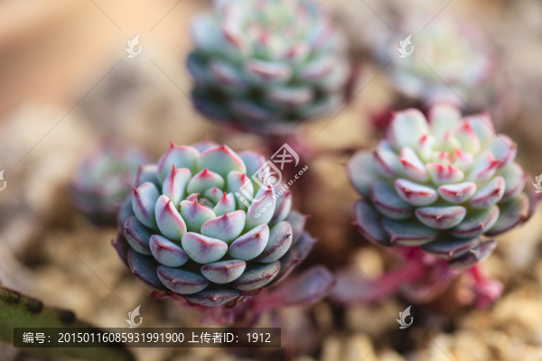 多肉植物