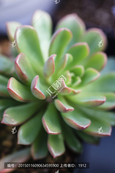 多漿植物