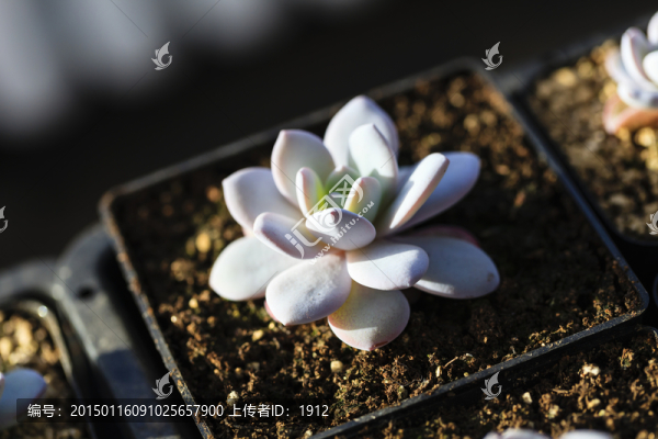 多肉植物