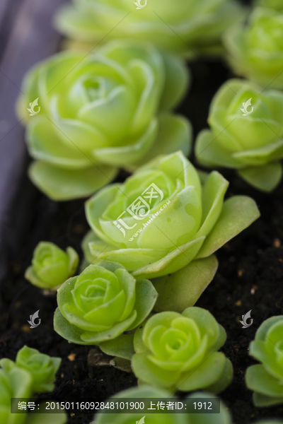 多肉植物