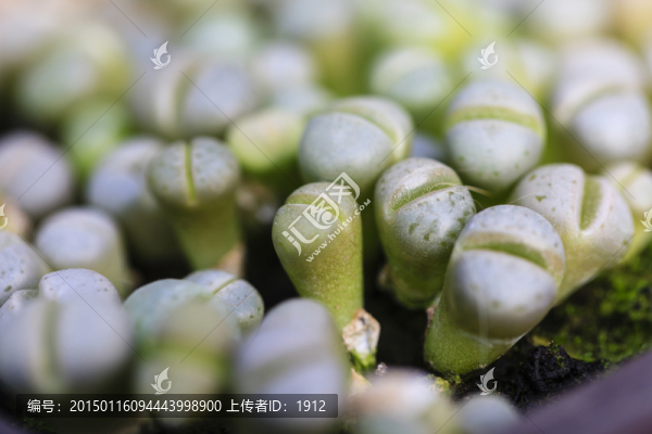 石生花