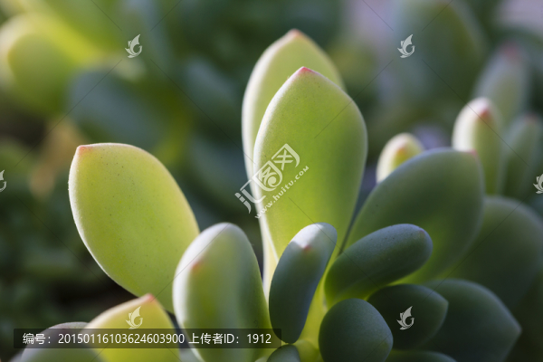 多肉植物