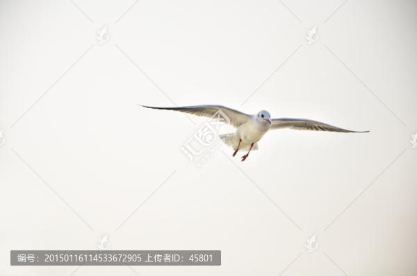一只海鷗