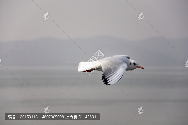 一只海鷗