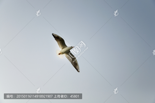 一只海鷗