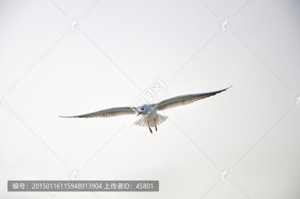 一只海鷗