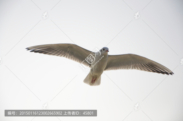 一只海鷗
