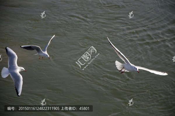三只海鷗