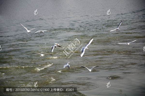 一群海鷗