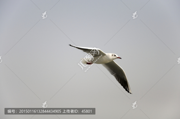 一只海鷗