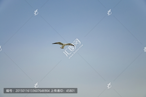 小小海鷗