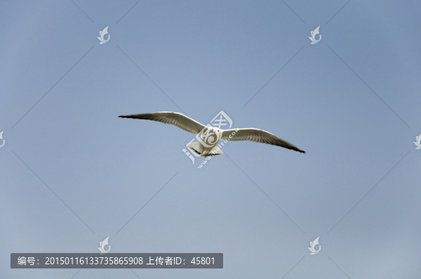 一只海鷗