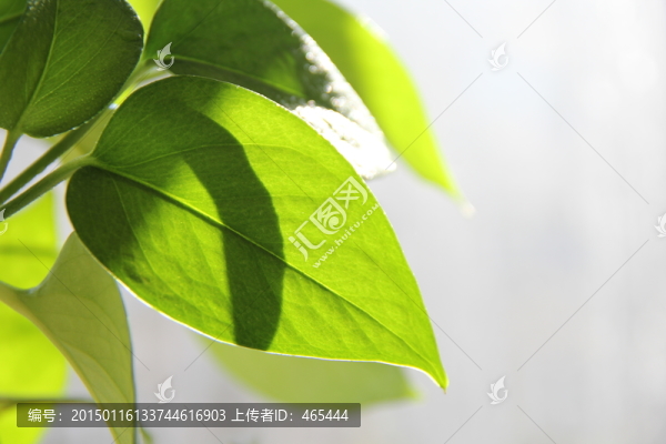 綠葉