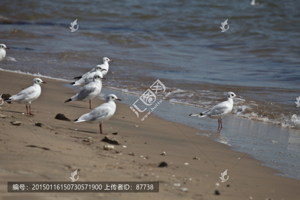 鳥