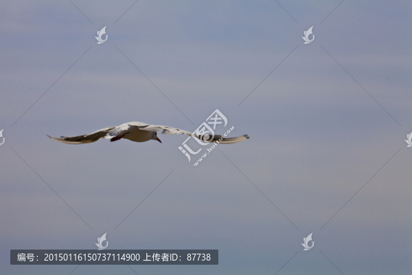 鳥(niǎo)