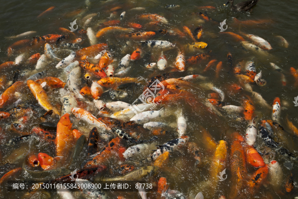 魚塘