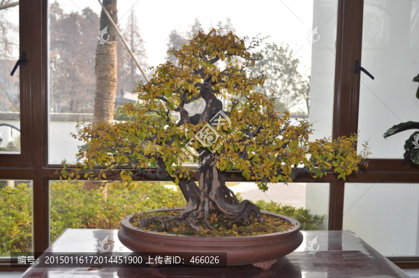 盆景植物