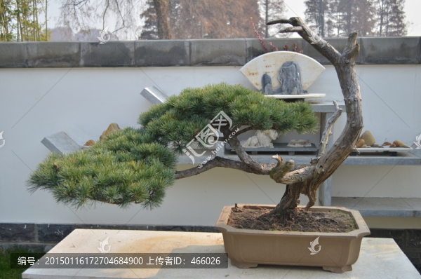 松樹(shù)盆景