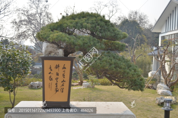 松樹(shù)盆景