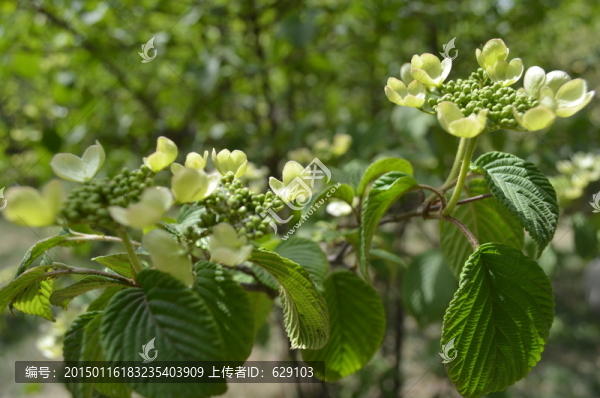黃色小花