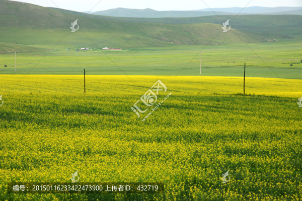呼倫貝爾,油菜花