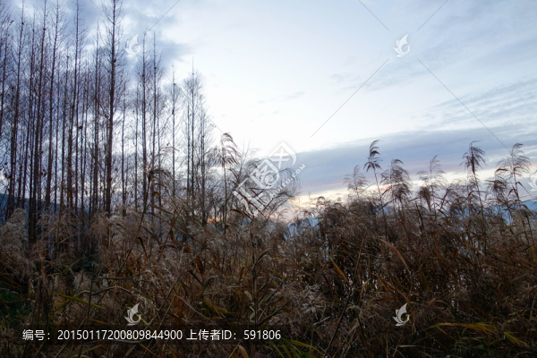 滇池濕地黃昏