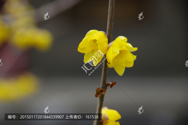 臘梅花