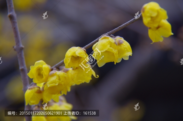 臘梅花