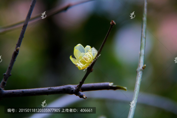 臘梅