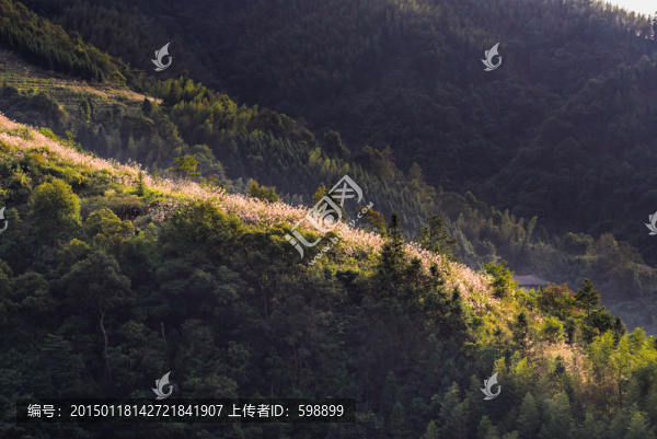 陽(yáng)光下蘆葦