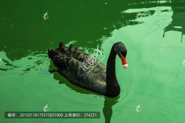 黑天鵝