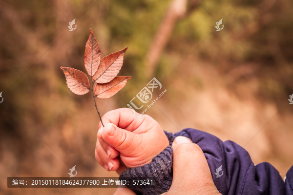 古樹(shù)皮紋理