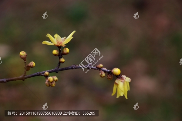 黃臘梅